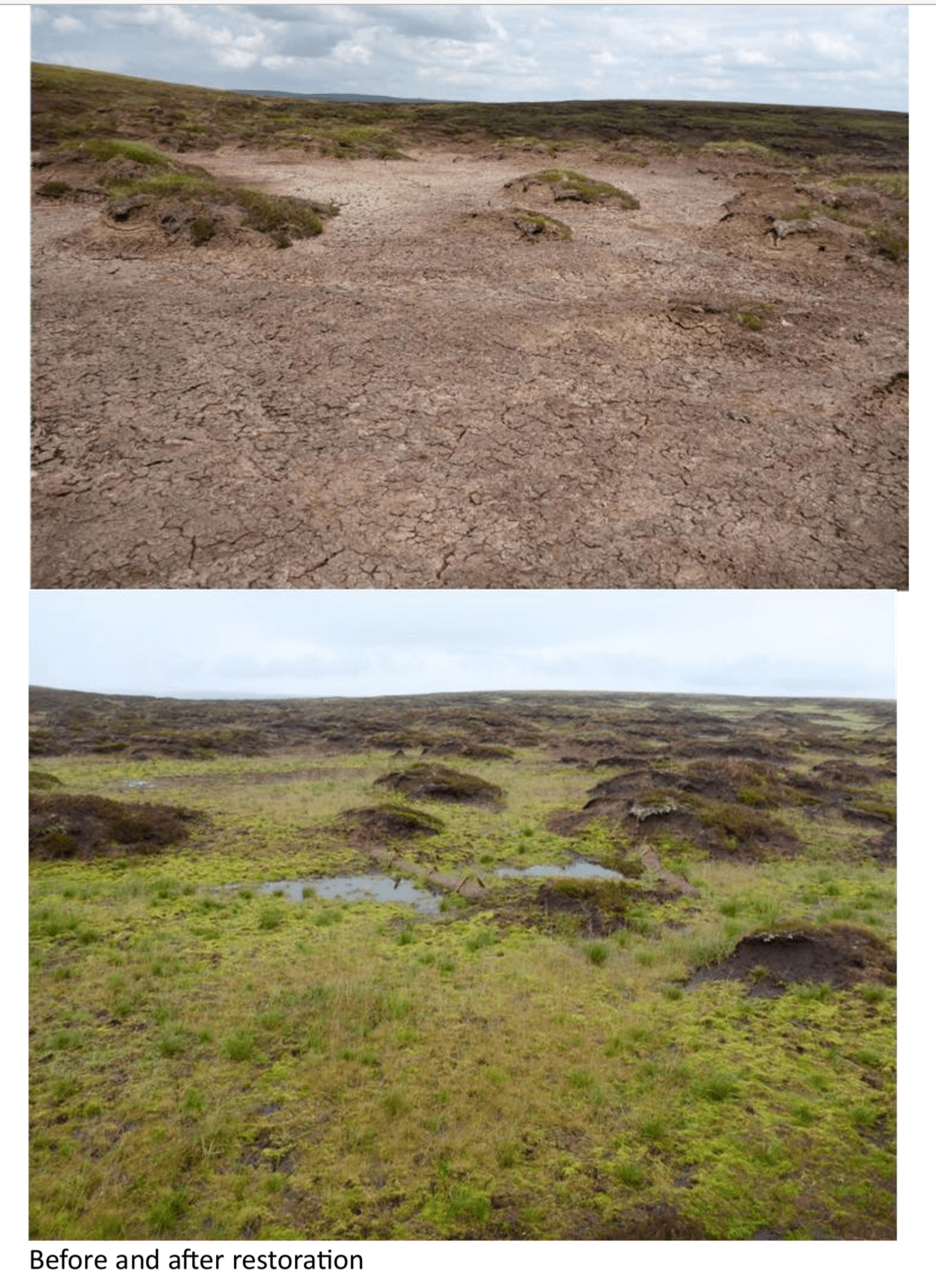 Peatlands regeneration project